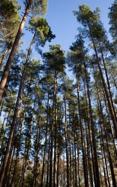 Tree Forest 